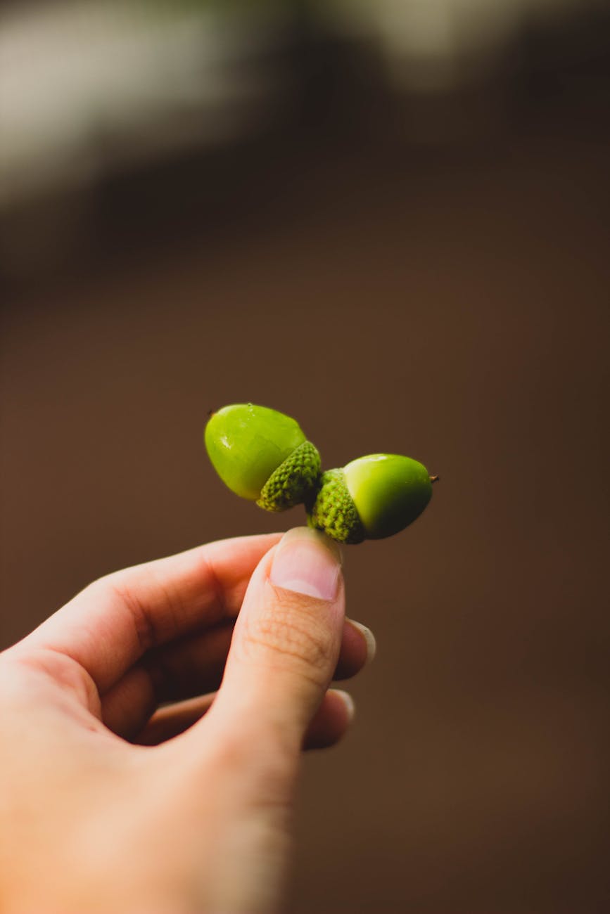 person holding two green acorns